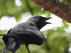 Corvus monedula soemmerringii