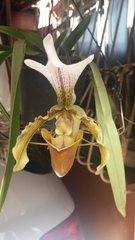 Paphiopedilum