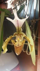 Paphiopedilum