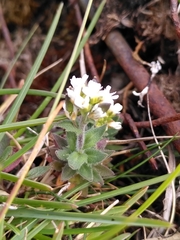 Draba incana