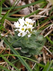 Draba incana