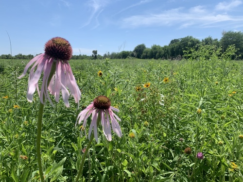 Echinacea pallida