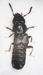 Platystethus arenarius