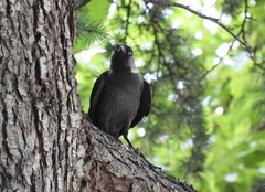Corvus monedula soemmerringii