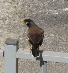 Acridotheres tristis