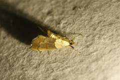 Agrotera nemoralis