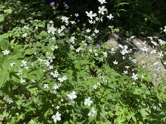 Ranunculus aconitifolius