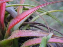 Aechmea recurvata