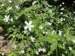 Ranunculus aconitifolius