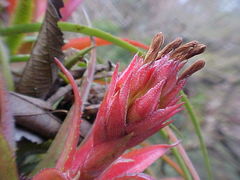 Aechmea recurvata