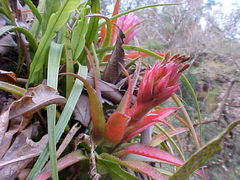 Aechmea recurvata