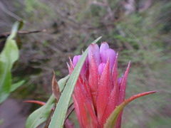 Aechmea recurvata