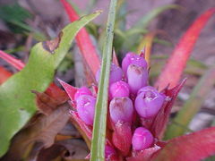 Aechmea recurvata