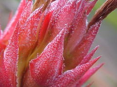 Aechmea recurvata