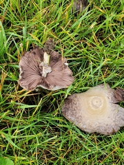 Psathyrella