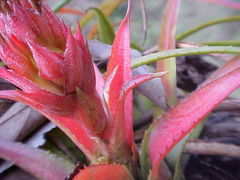 Aechmea recurvata
