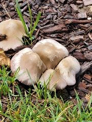 Psathyrella