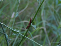 Lepidoptera