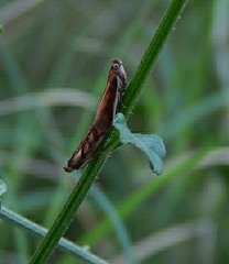 Lepidoptera