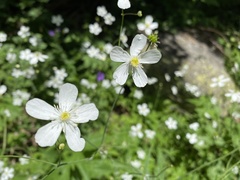 Ranunculus aconitifolius