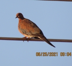 Streptopelia senegalensis