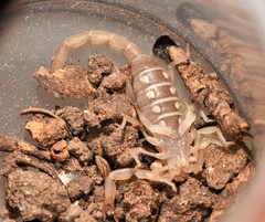 Chihuahuanus russelli