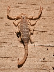 Chihuahuanus russelli
