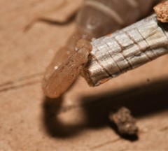 Chihuahuanus russelli