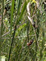 Carex praecox