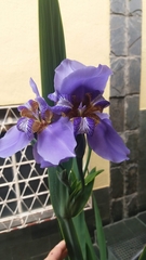 Trimezia coerulea