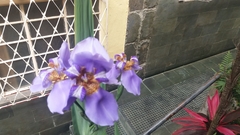 Trimezia coerulea