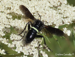 Tenthredo bifasciata