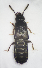 Platystethus arenarius