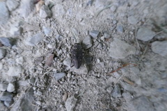 Chrysobothris affinis