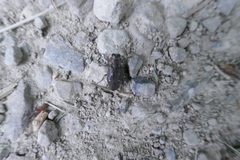 Chrysobothris affinis