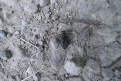 Chrysobothris affinis