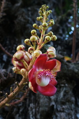 Couroupita guianensis