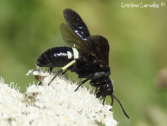 Tenthredo bifasciata