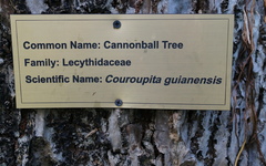 Couroupita guianensis