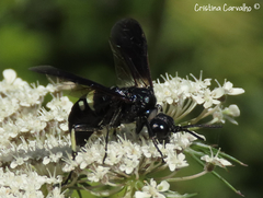 Tenthredo bifasciata