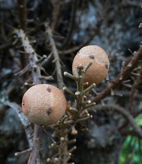 Couroupita guianensis