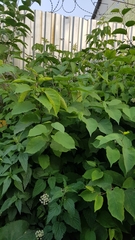 Tracheophyta