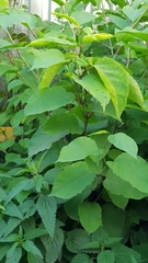 Tracheophyta