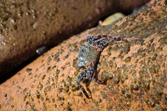 Grapsus grapsus
