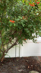 Heliconius charithonia