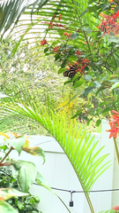 Heliconius charithonia