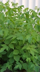 Acer negundo