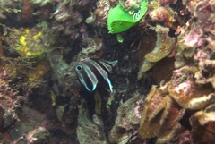 Chelmonops curiosus