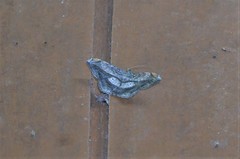 Chiasmia fulvisparsa