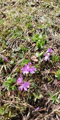Primula integrifolia